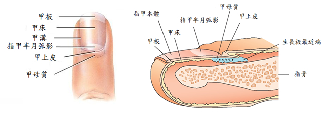 指甲構造圖